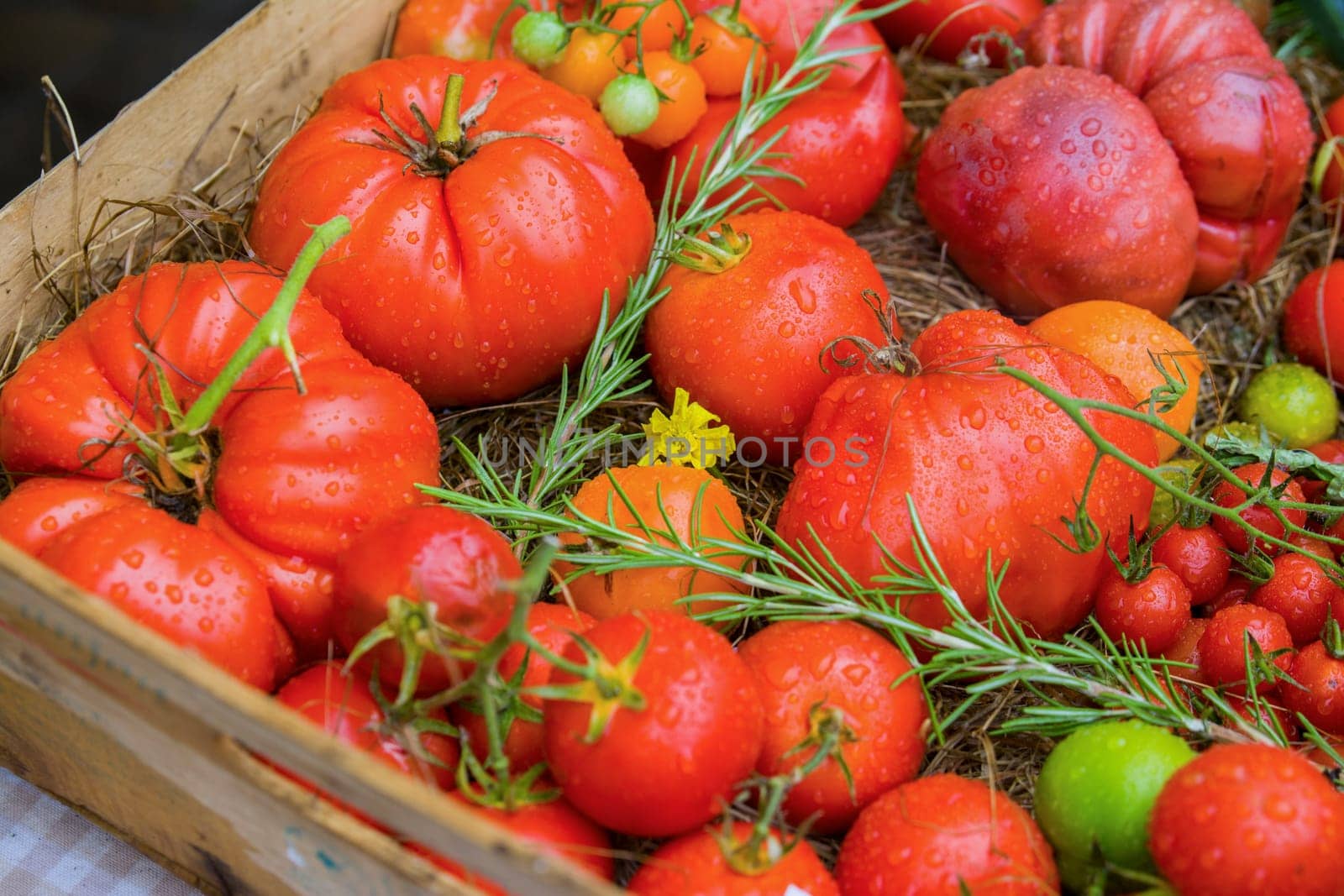 Different kinds of tomato bio in the market
