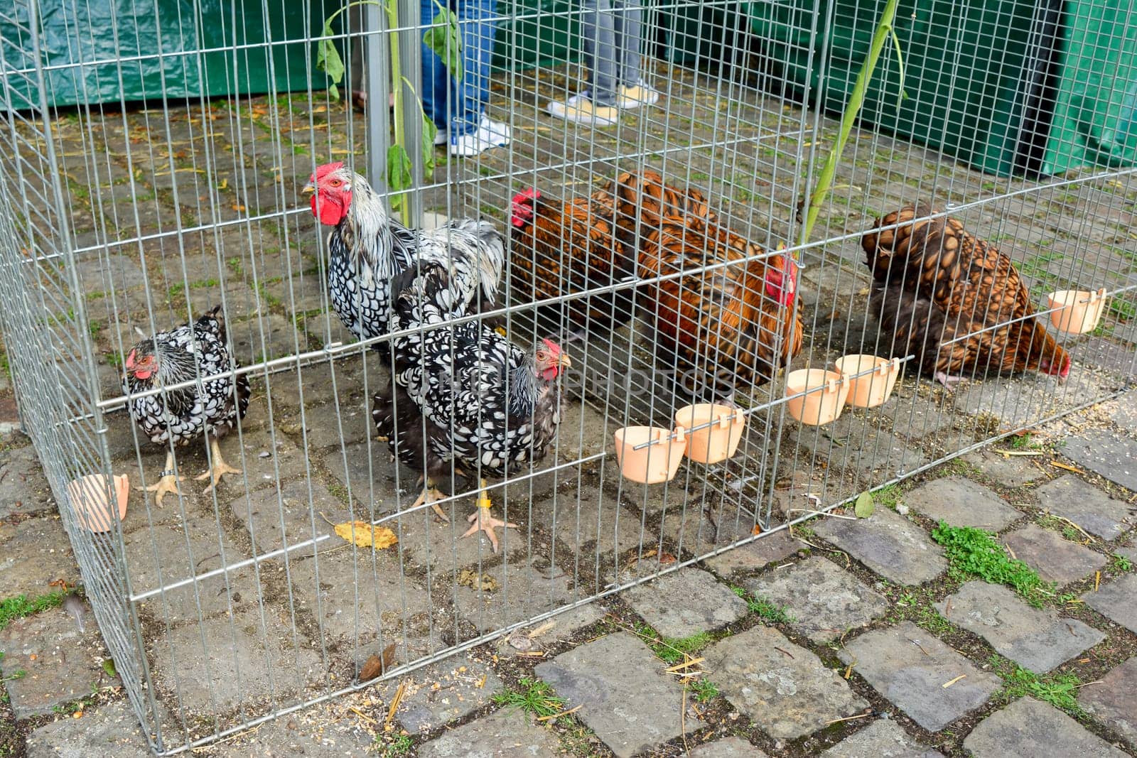 Rooster and hen in a cage at the exhibition