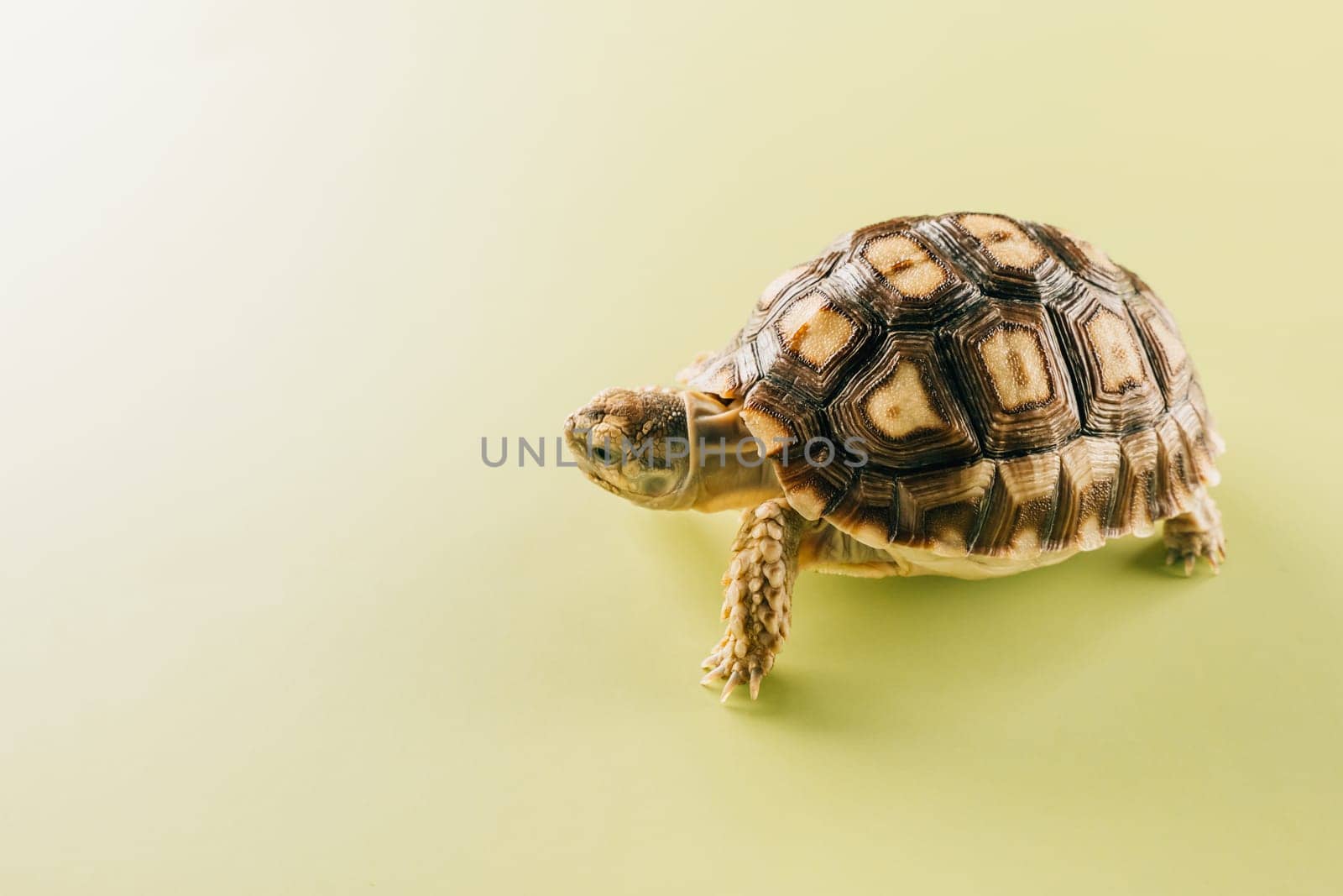 African spurred Sulcata tortoise walking isolated on yellow background, desert tortoise
