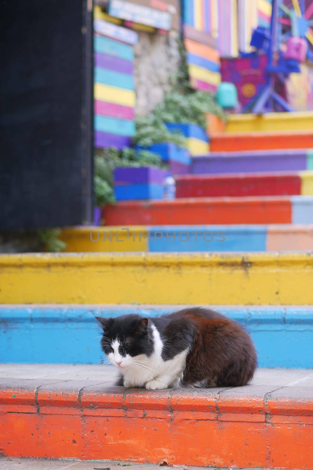 gray color cat sitting on a chair at istanbul cafe street .