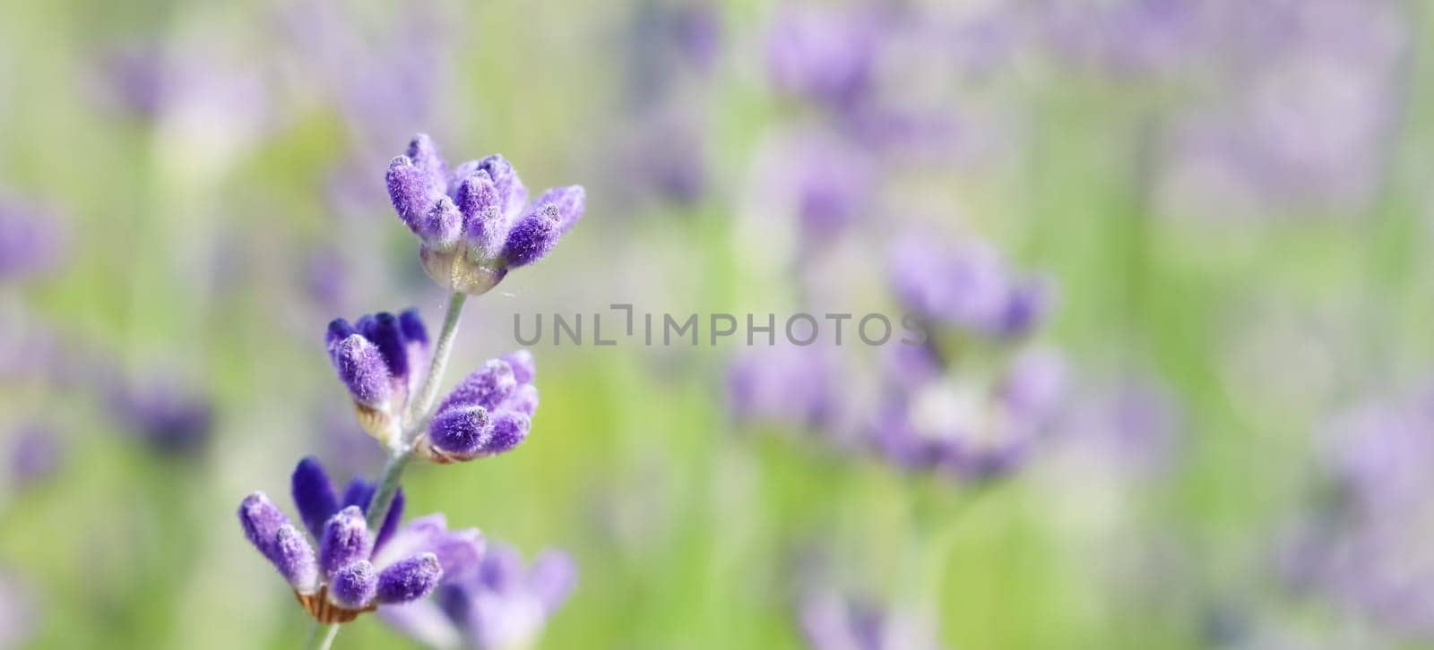 Lavender flowers blooming in the garden with blurred background. by Olayola