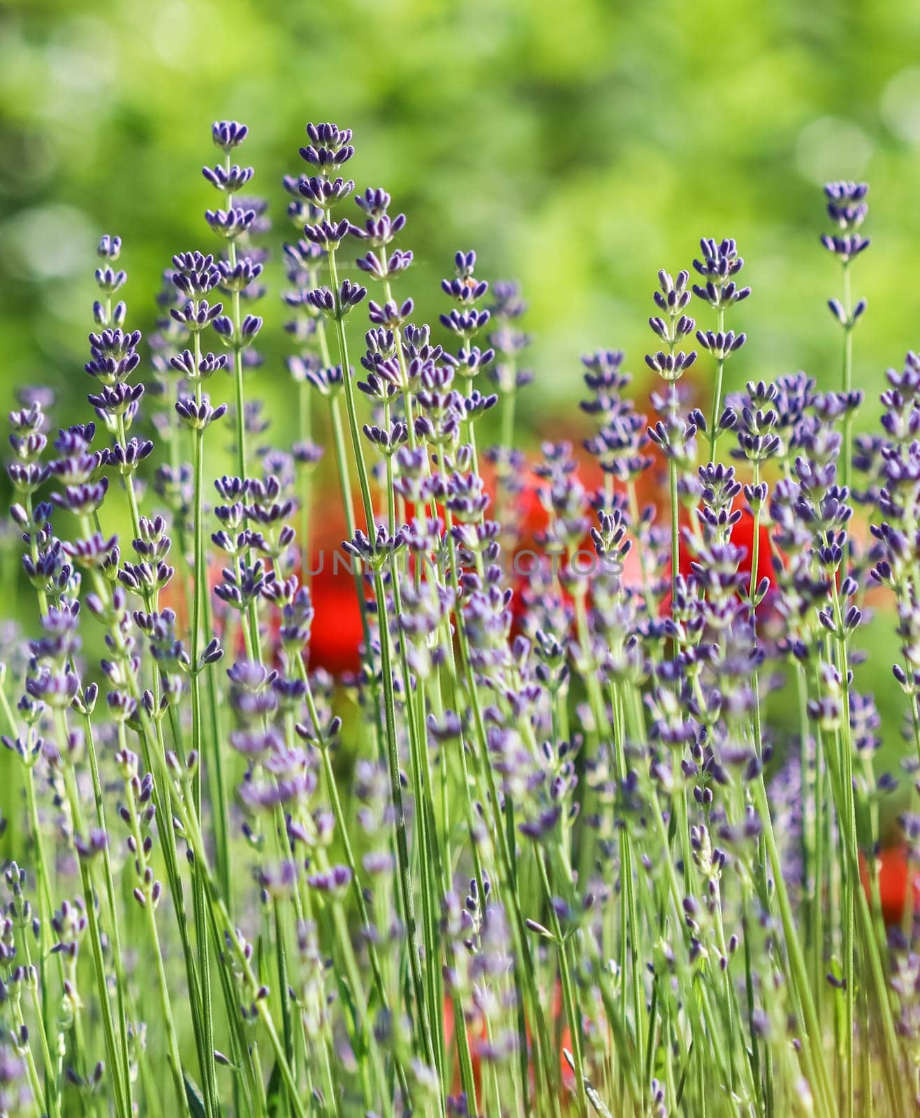 Lavender flowers blooming in the garden with blurred background on a summer day