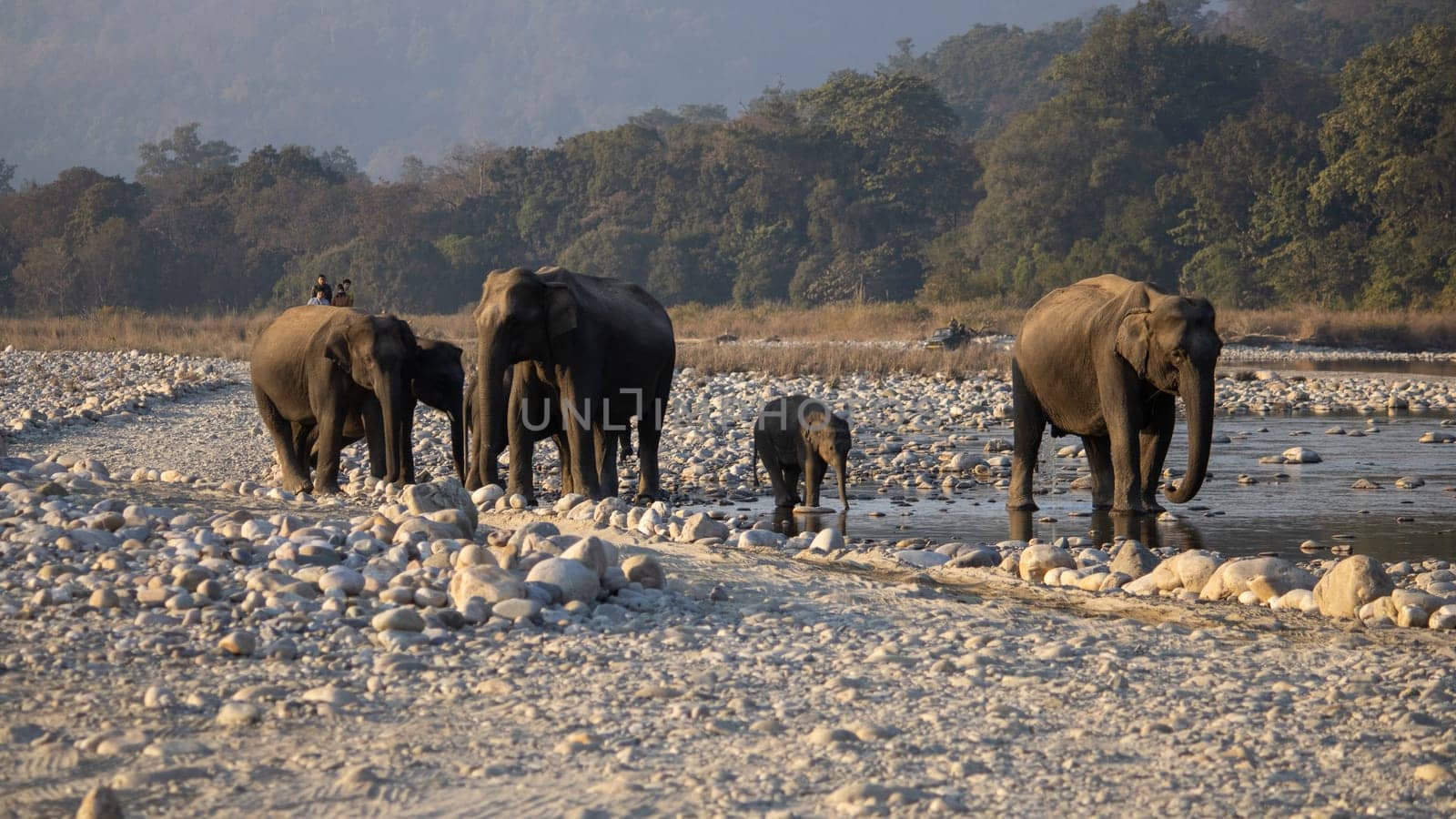 In the heart of James Corbett National Park, majestic and wise, the elephants weave tales of wilderness grace.High quality image