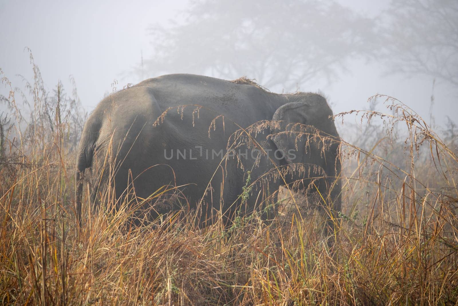 In the heart of James Corbett National Park, majestic and wise, the elephants weave tales of wilderness grace.High quality image