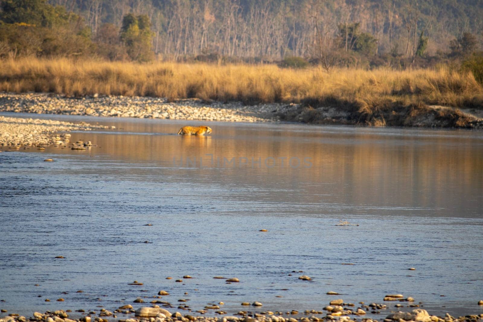 Uttarakhand's scenic beauty,lions gracefully crossing the river.High quality image