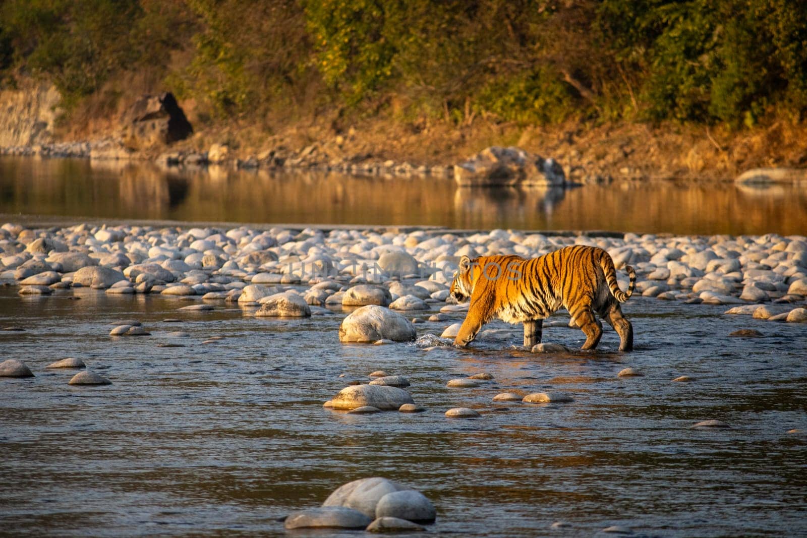 Lions Gracefully Crossing the River in Uttarakhand by stocksvids