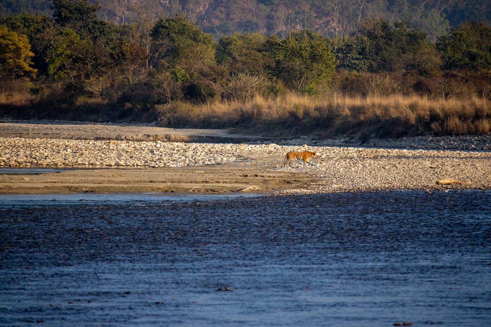 Lions Gracefully Crossing the River in Uttarakhand by stocksvids