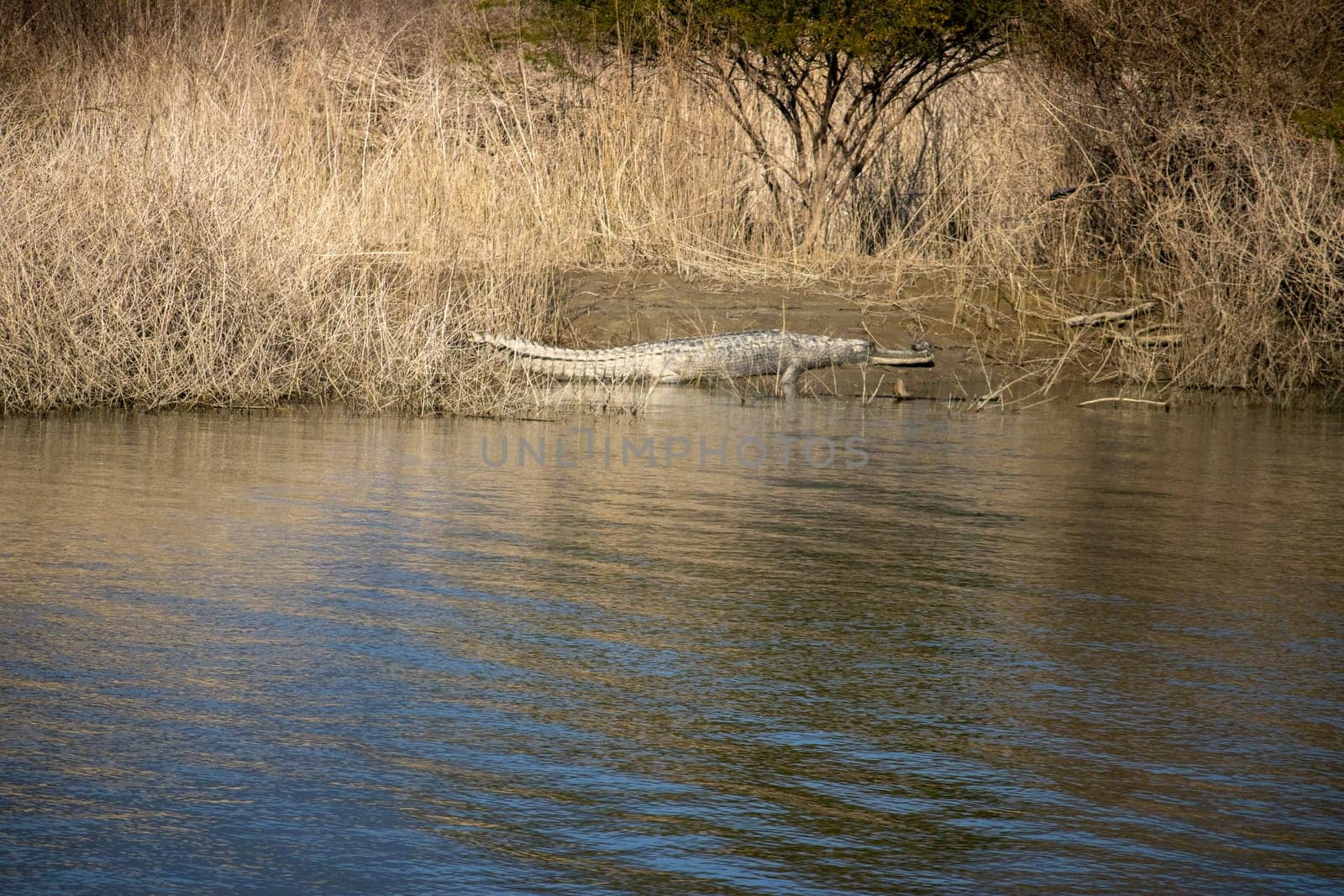 Silent sentinels of Uttarakhand's waterways, crocodiles weave an ancient tale of survival.High quality image