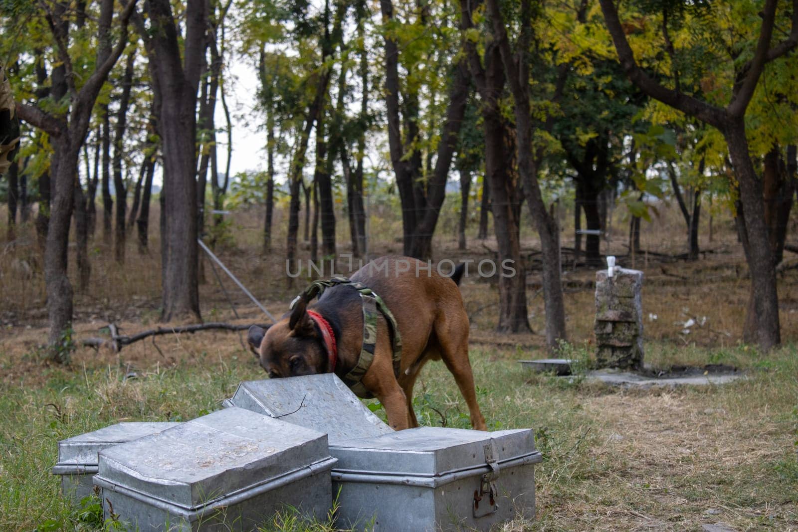 Tracking Illegal Activity with Trained Dogs in Uttarakhand by stocksvids