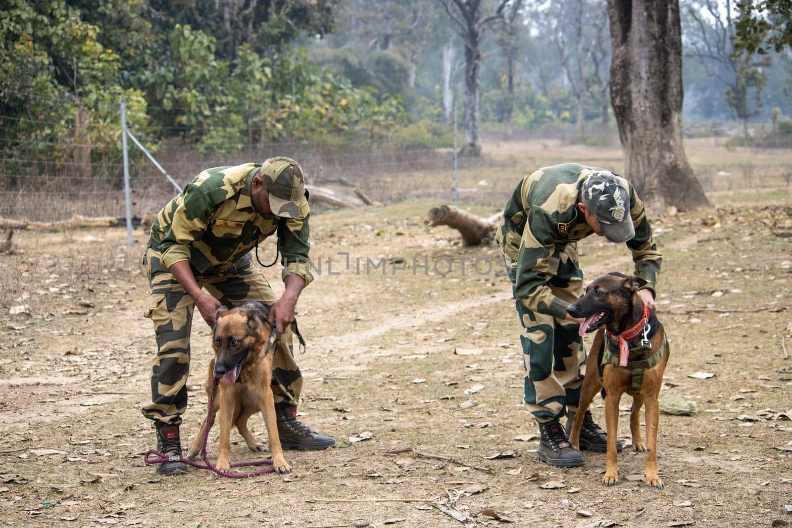 Training Journey of Dogs with the Military in India by stocksvids