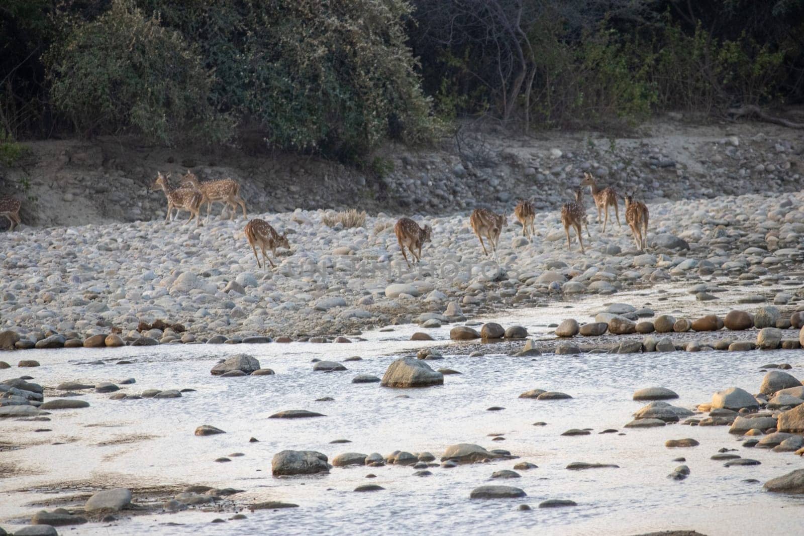 View of Deer in Uttarakhand's Natural Haven by stocksvids