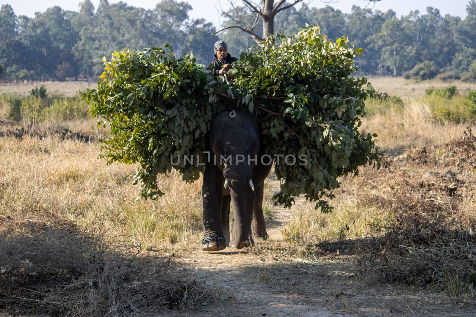 A Unique Journey with Elephants in Uttarakhand by stocksvids