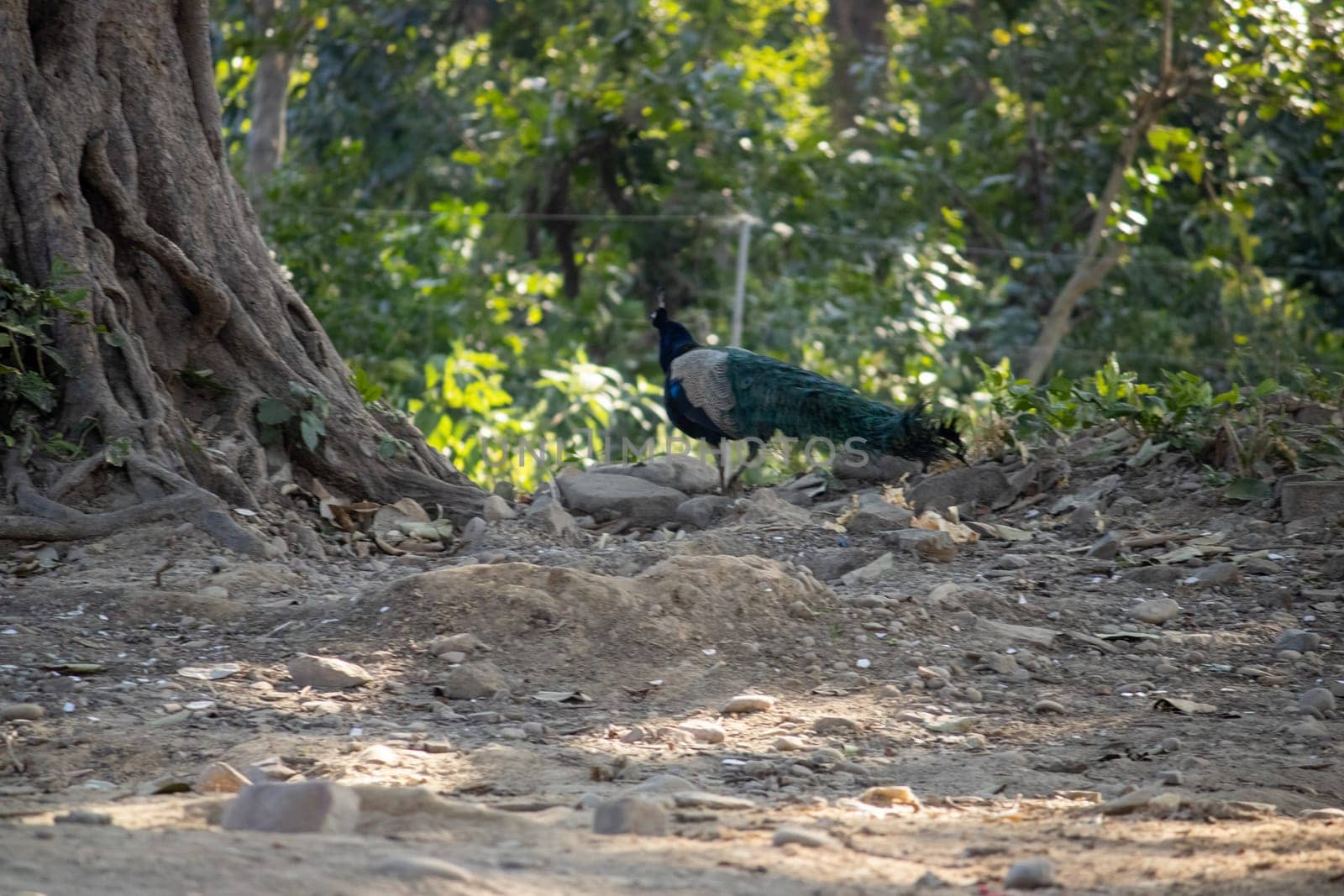 The beautiful peacock in the heart of Uttarakhand, a living spectacle of nature's artistry.High quality image