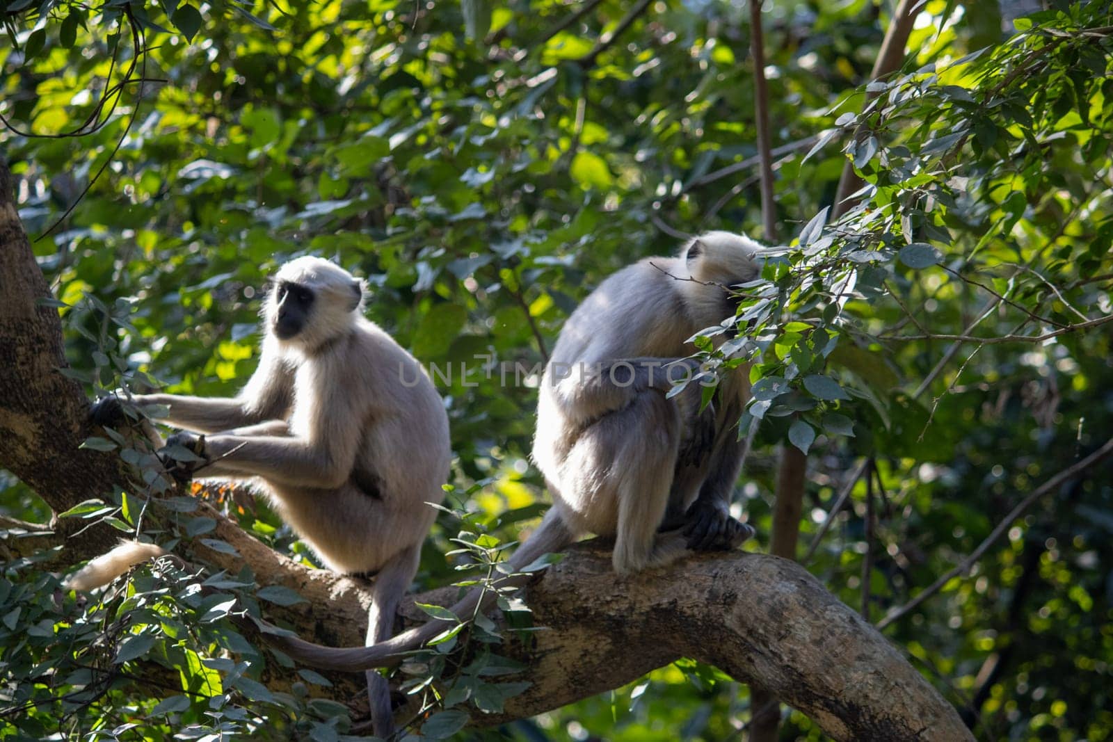 The Graceful Monkeys in Uttarakhand's Treetops by stocksvids