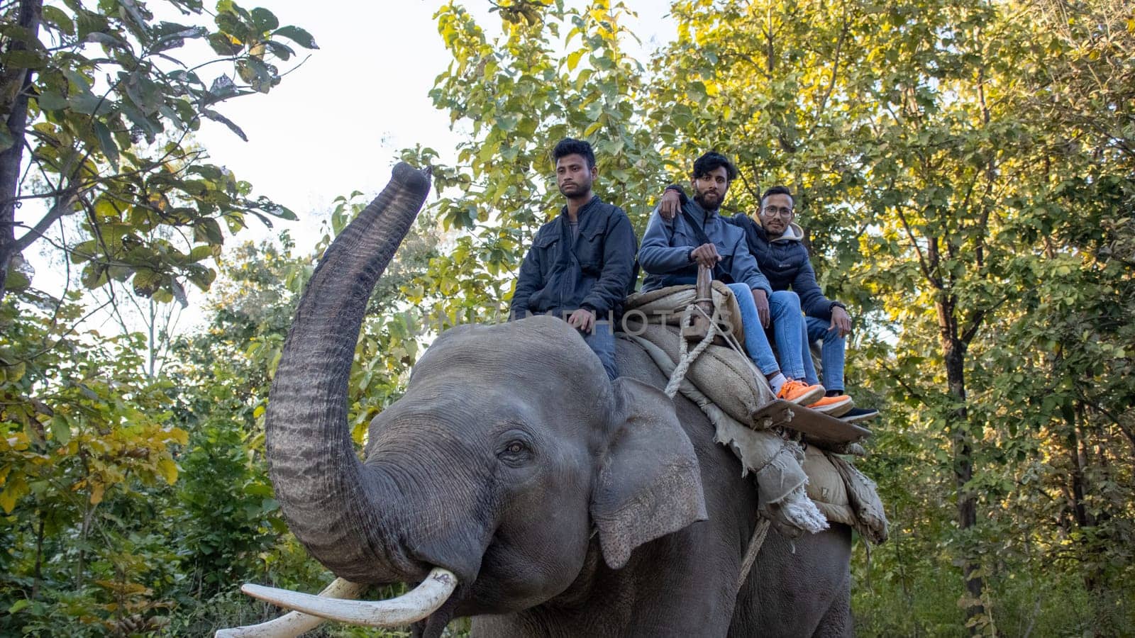 Capturing the Graceful Harmony of Elephants in Uttarakhand's Jungles by stocksvids