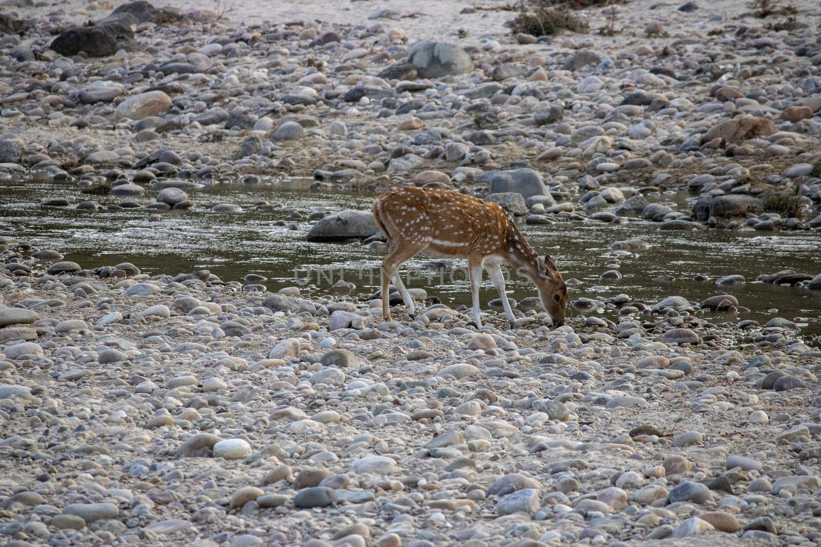 Uttarakhand's natural haven, where the graceful views of deer.High quality image