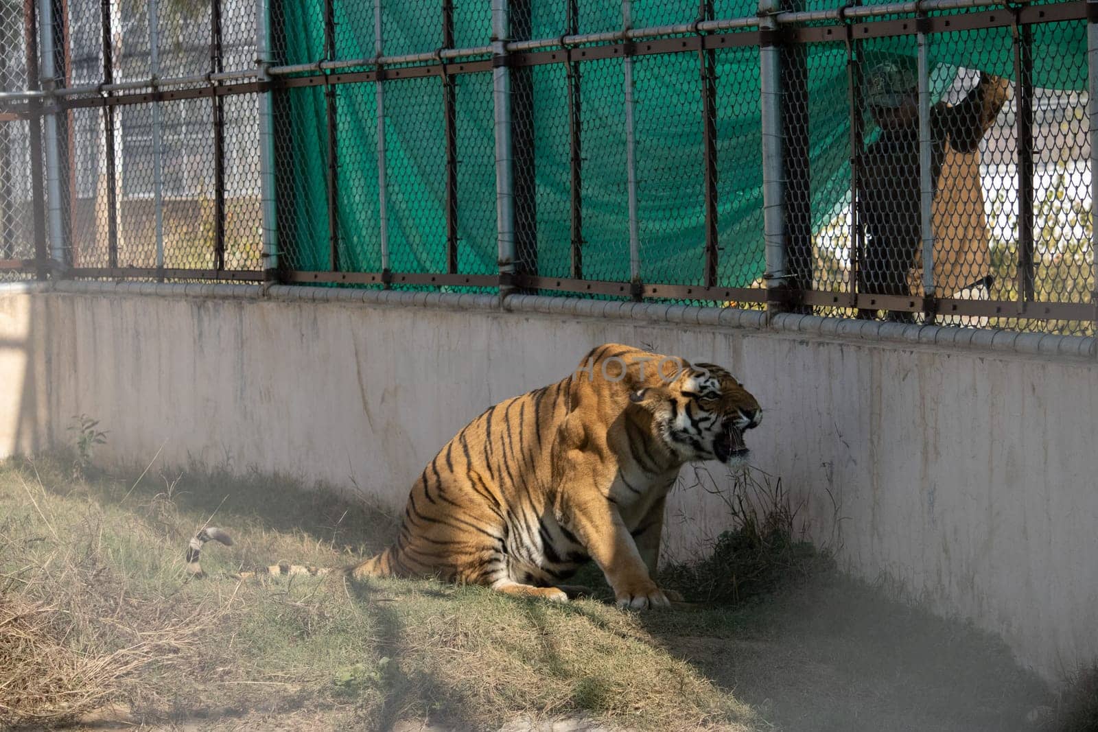 Best Views of Lions in Uttarakhand's Natural Setting by stocksvids