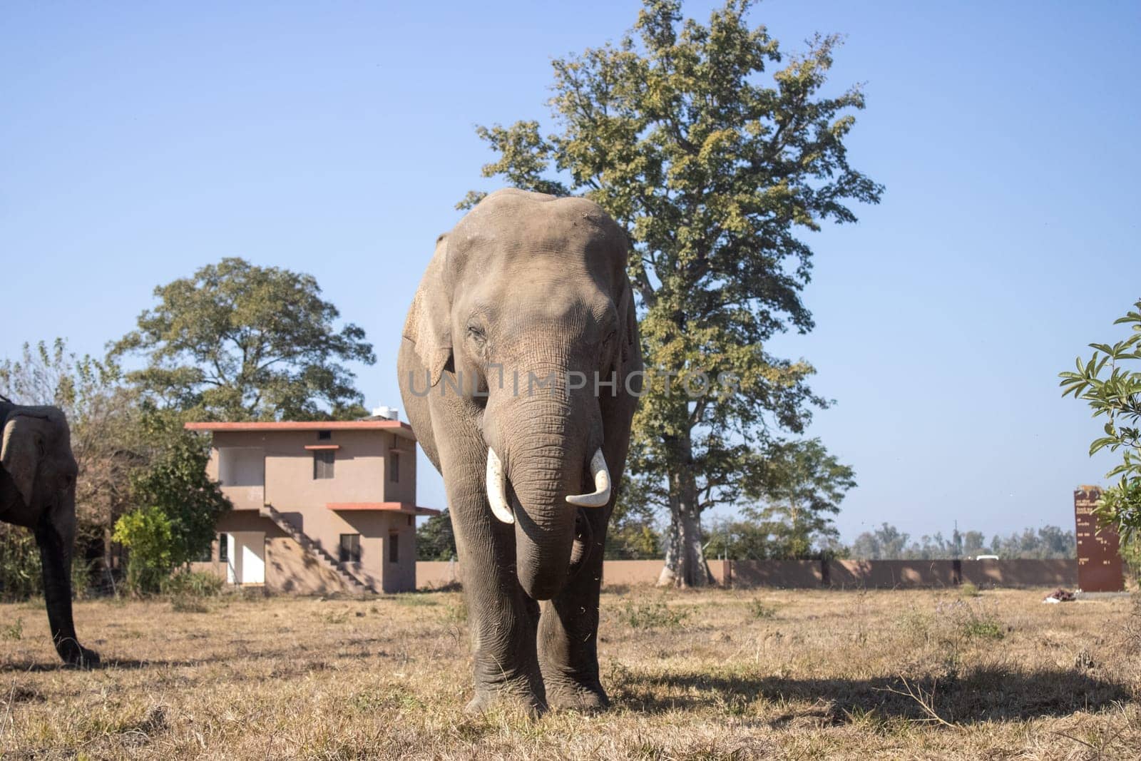 landscapes of Uttarakhand on a beautiful journey with elephants.High quality image