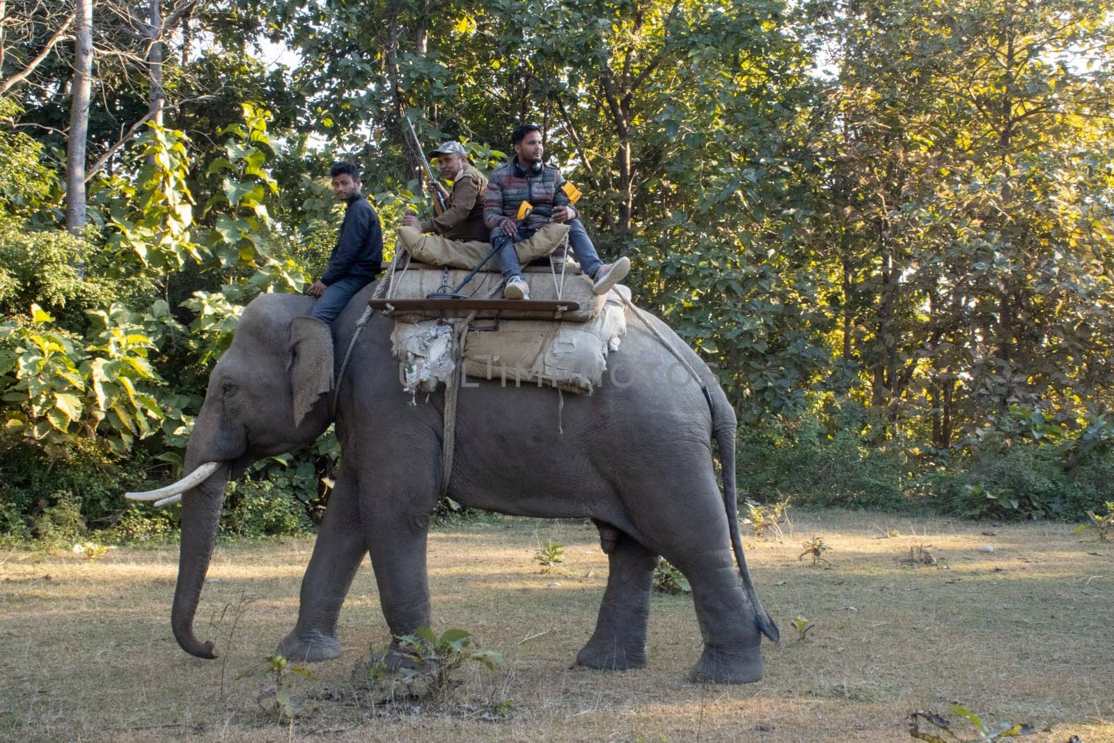 Witness the poetry of nature as your eyes capture the graceful harmony of elephants moving through the lush jungles of Uttarakhand.High quality image