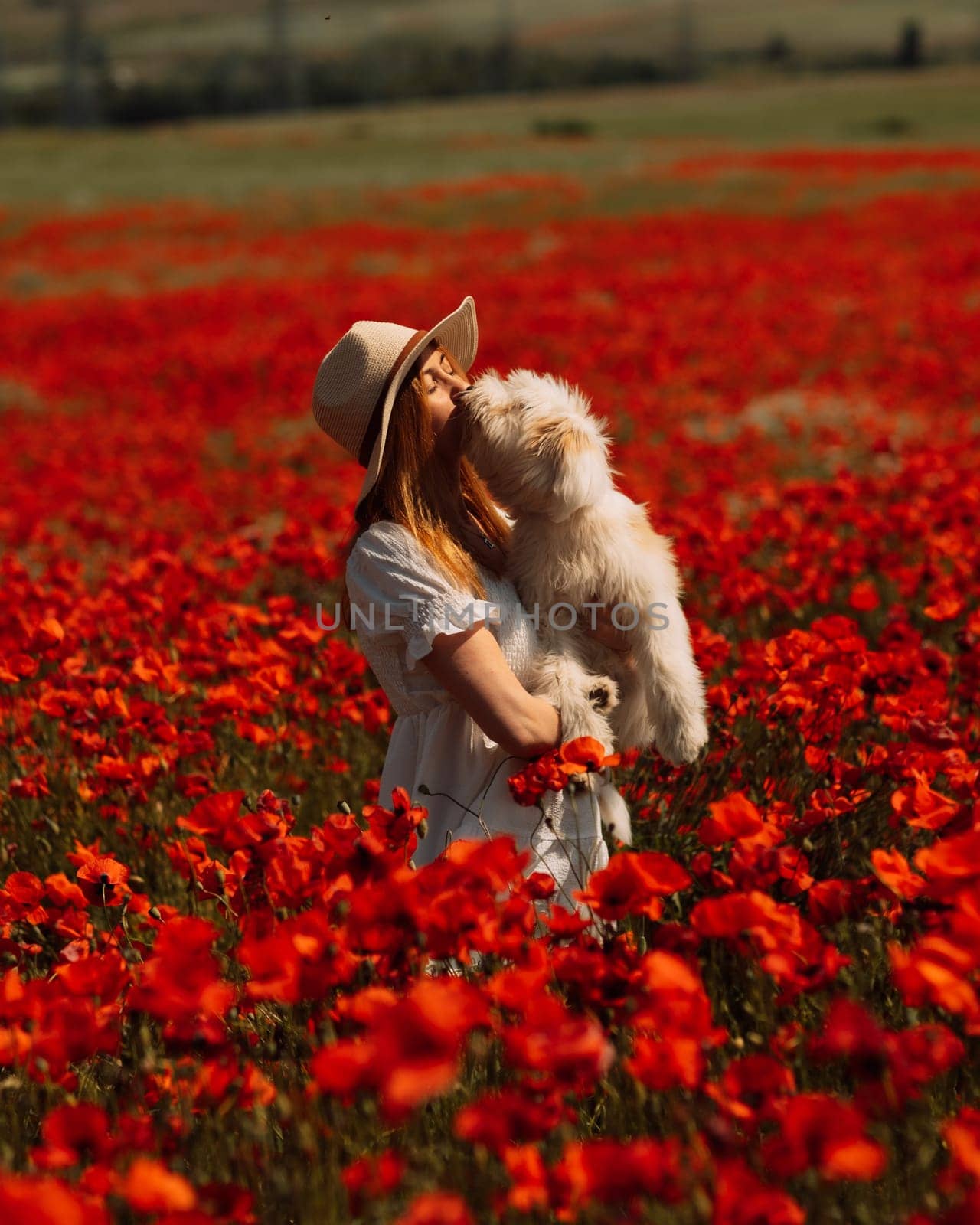 Field of poppies woman dog. Happy woman in a white dress and hat stand with her back through a blooming field of poppy with a white dog. Field of blooming poppies. by Matiunina