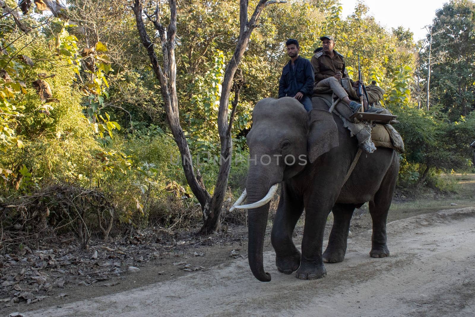 Witness the poetry of nature as your eyes capture the graceful harmony of elephants moving through the lush jungles of Uttarakhand.High quality image