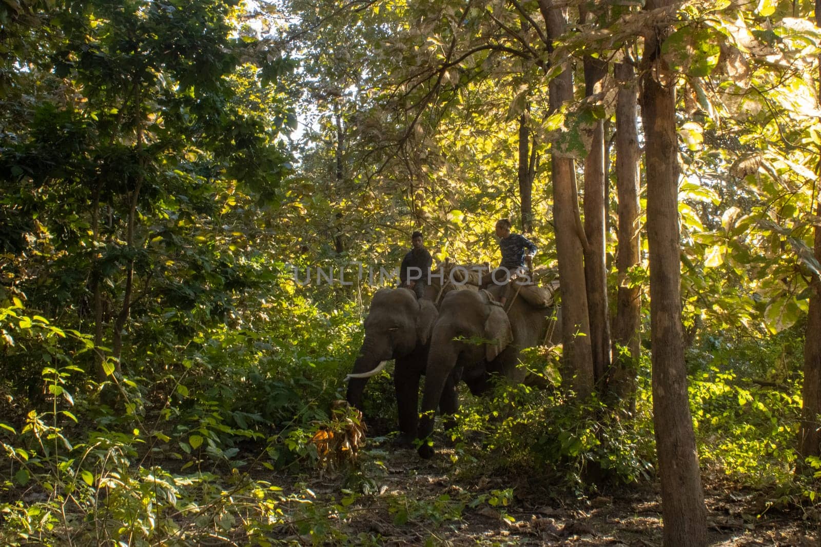 Witness the poetry of nature as your eyes capture the graceful harmony of elephants moving through the lush jungles of Uttarakhand.High quality image