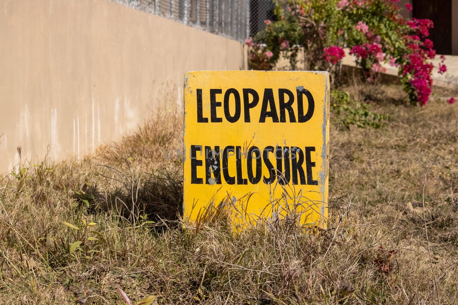 Exploring the Inscriptions in Uttarakhand's Leopard Enclosure by stocksvids