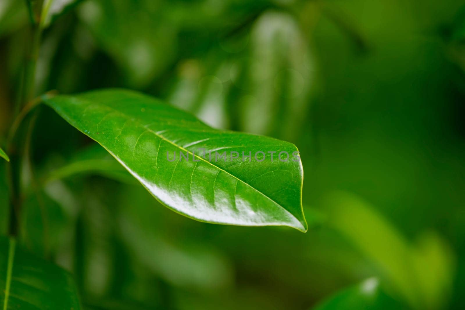 Green leaf of magnolia grandiflora on a green background. by Sviatlana