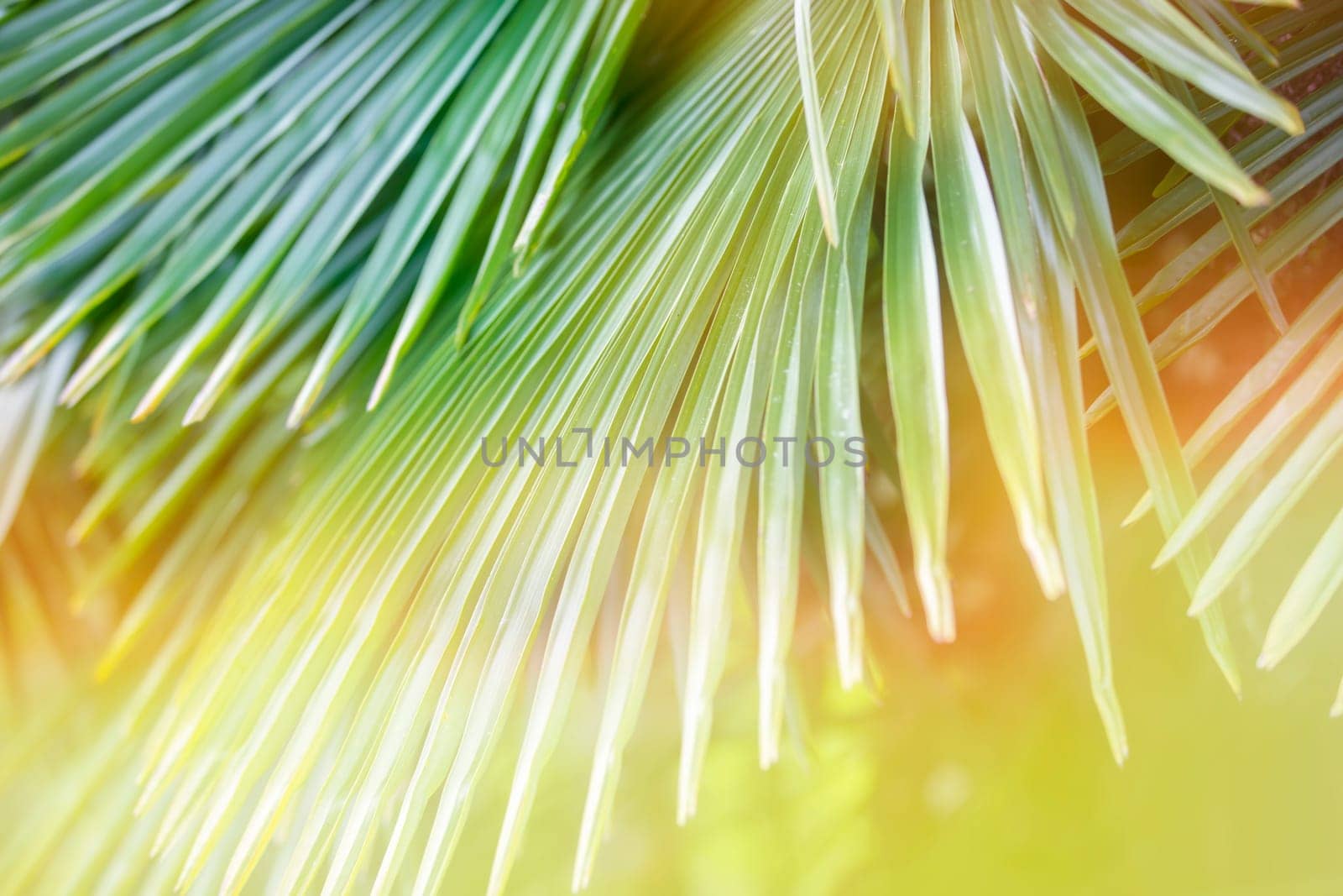 Tropical palm leaf in the sun. Floral exotic background. by Sviatlana