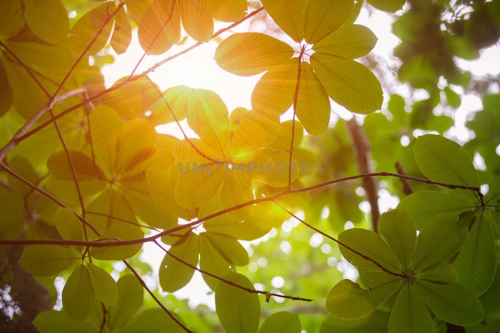 Beautiful magnolia leaves in the rays of the yellow sun. by Sviatlana