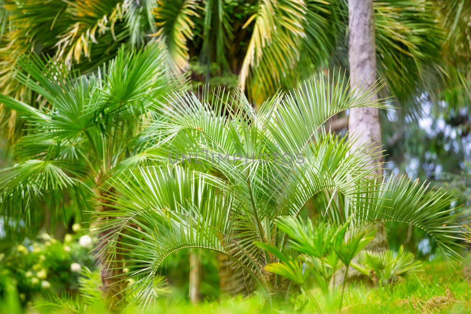 Tropical palm.Jungle exotic plant background.