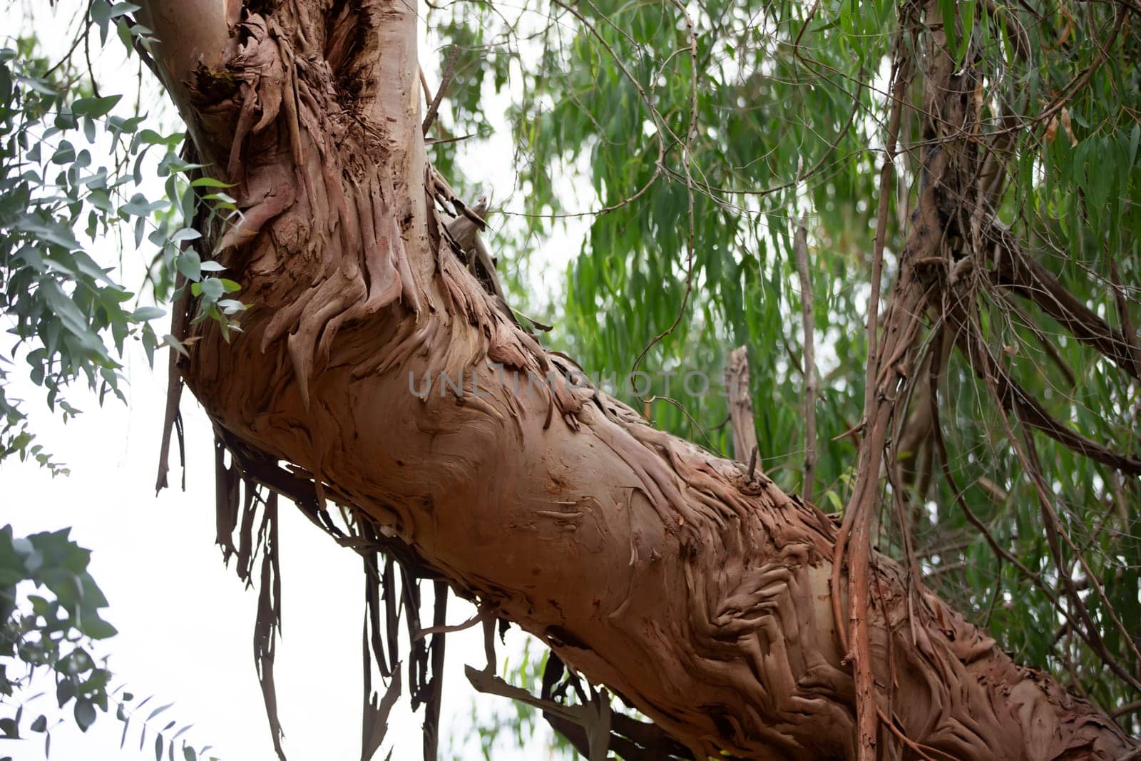 Natural background.Part of eucalyptus tree bark. by Sviatlana