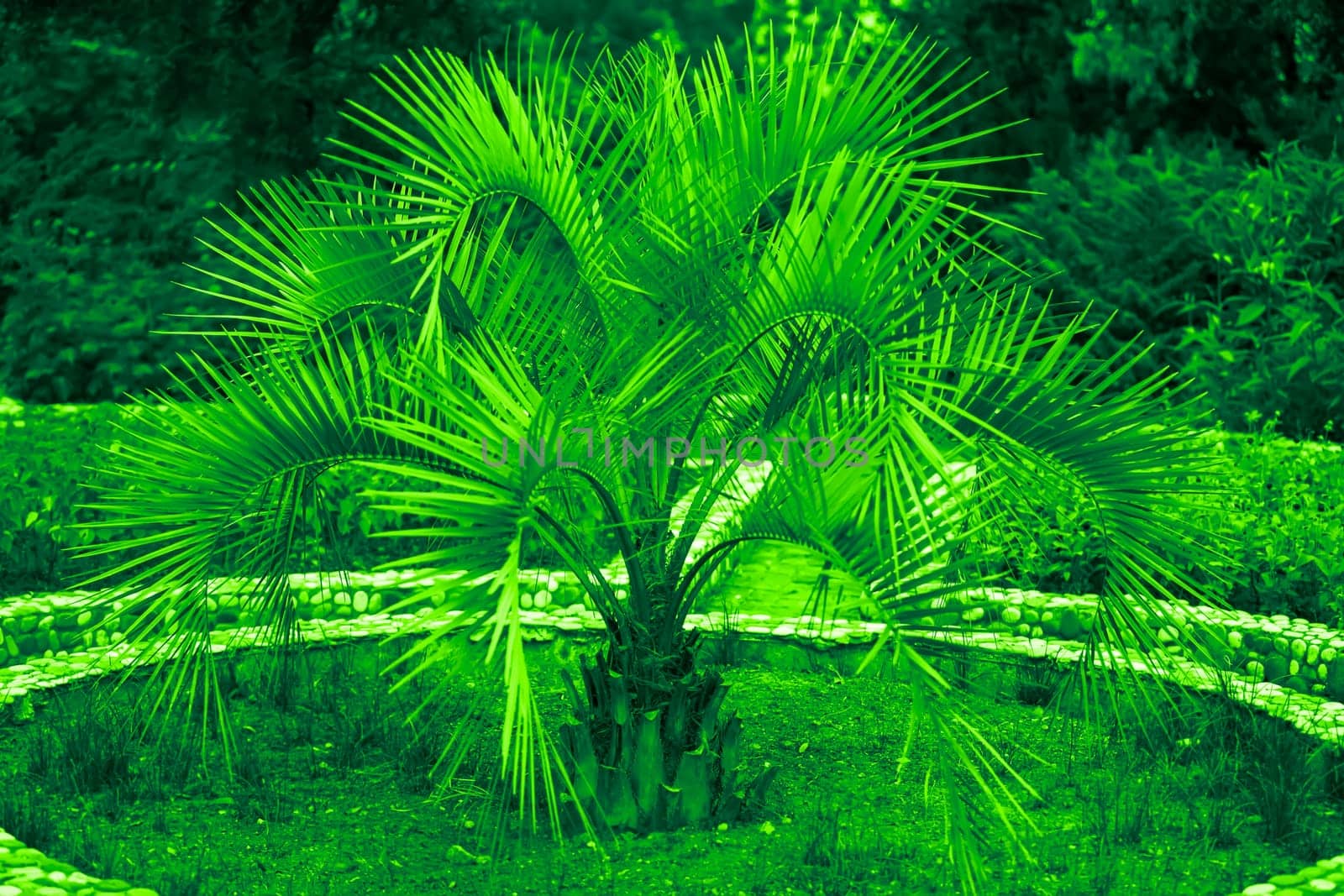 Tropical palm trees in green toning. Exotic floral background.