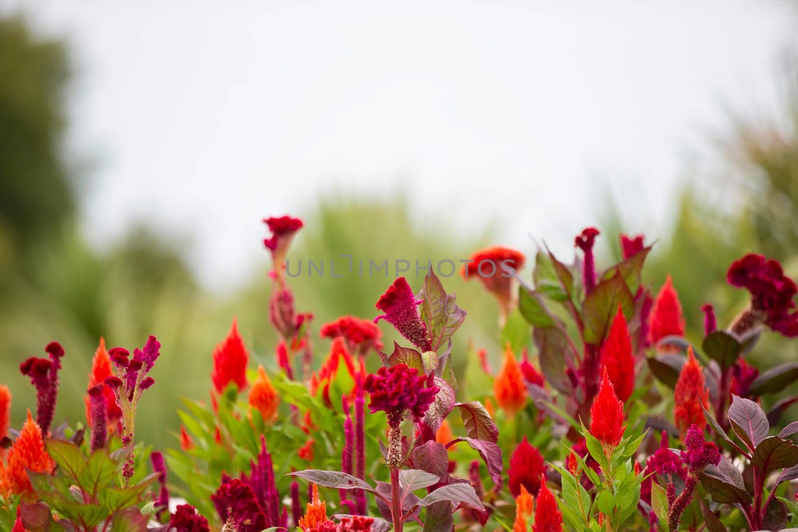 Natural flower background. Red flowers of celosia on a blue sky background. by Sviatlana
