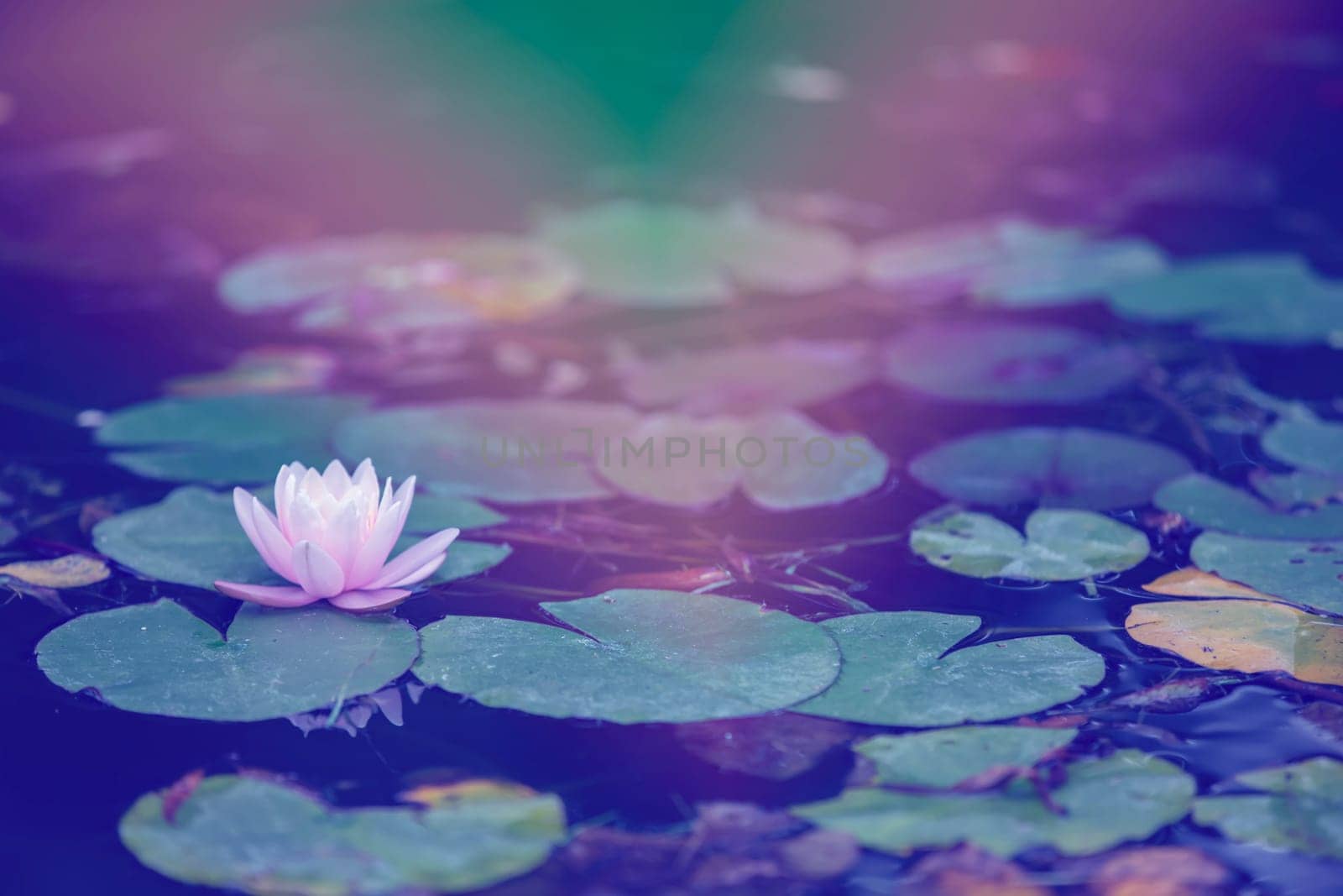Abstract background of a pond with aquatic plants in purple tones. by Sviatlana