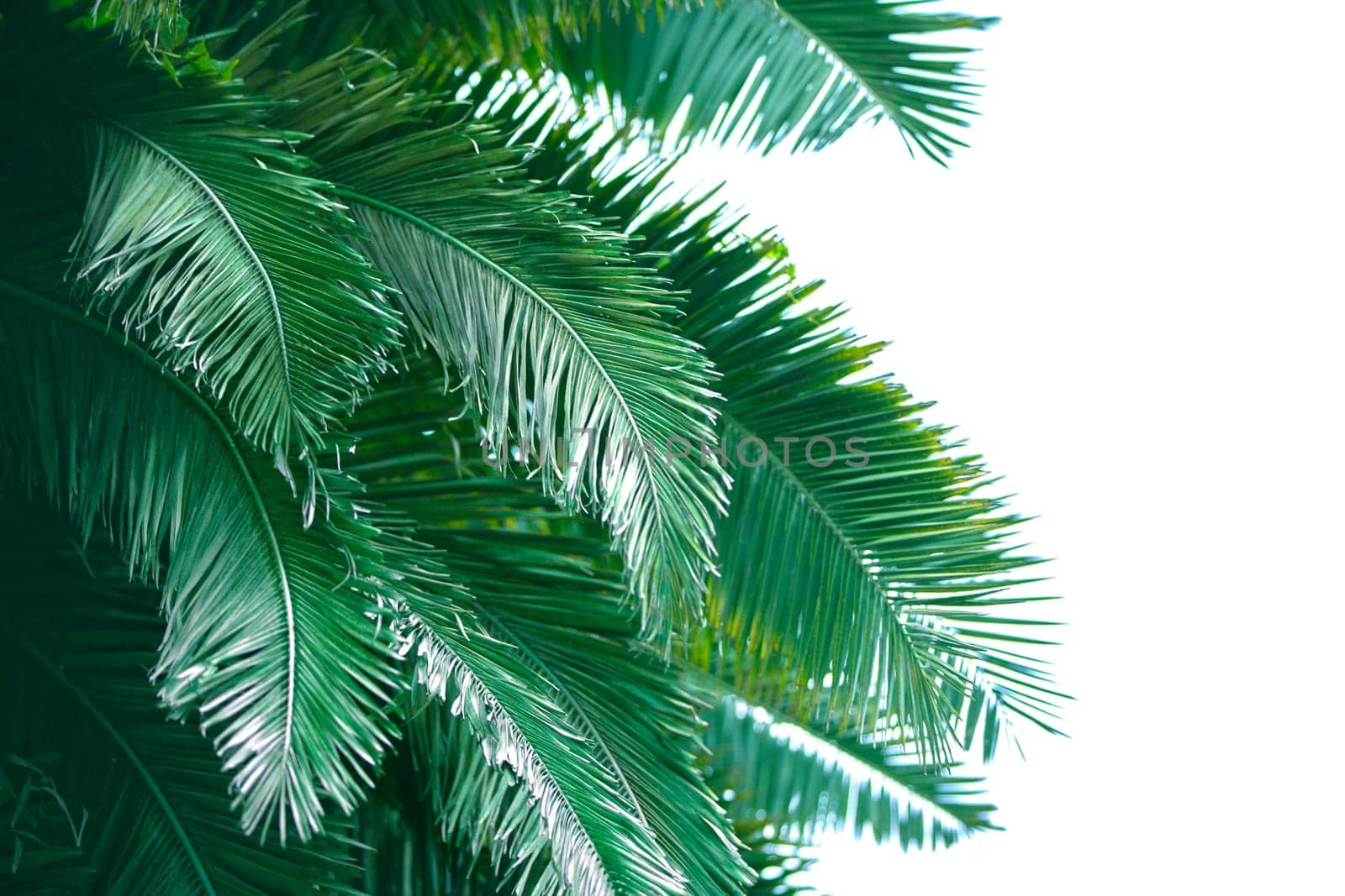 Tropical palm leaves on a white background .Exotic plant background. by Sviatlana