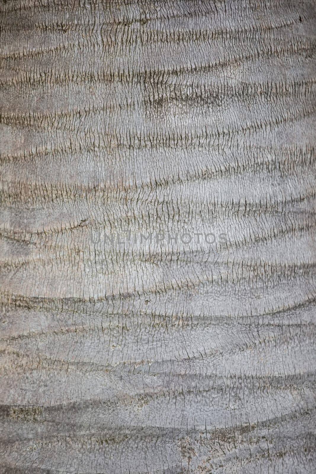 The texture of the bark of a gray coconut tree. Tropical tree bark.