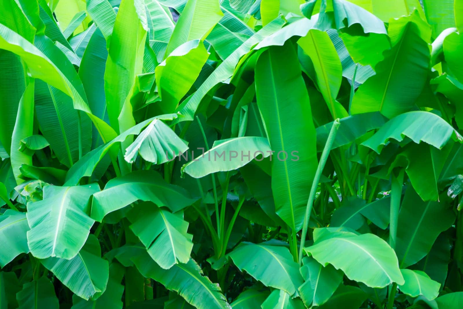 Floral tropical background. Large banana leaves in the botanical garden. by Sviatlana