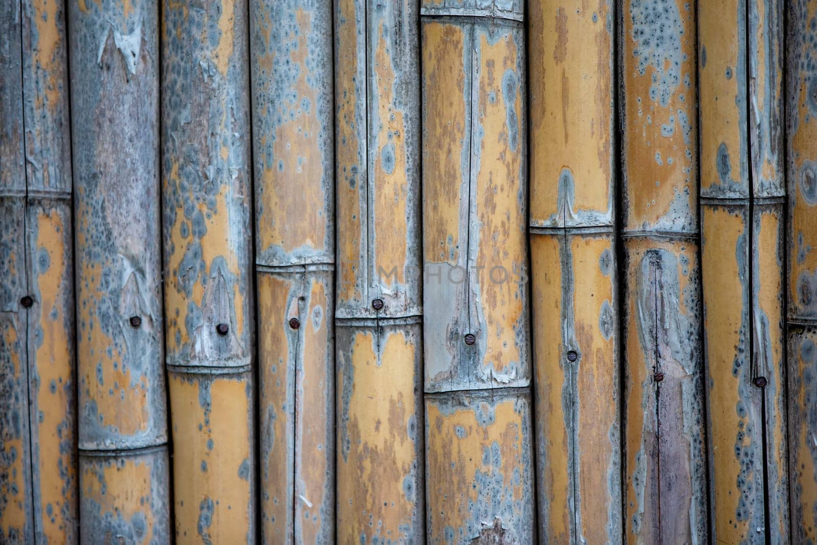 The texture of the fence made of bamboo trunks. by Sviatlana