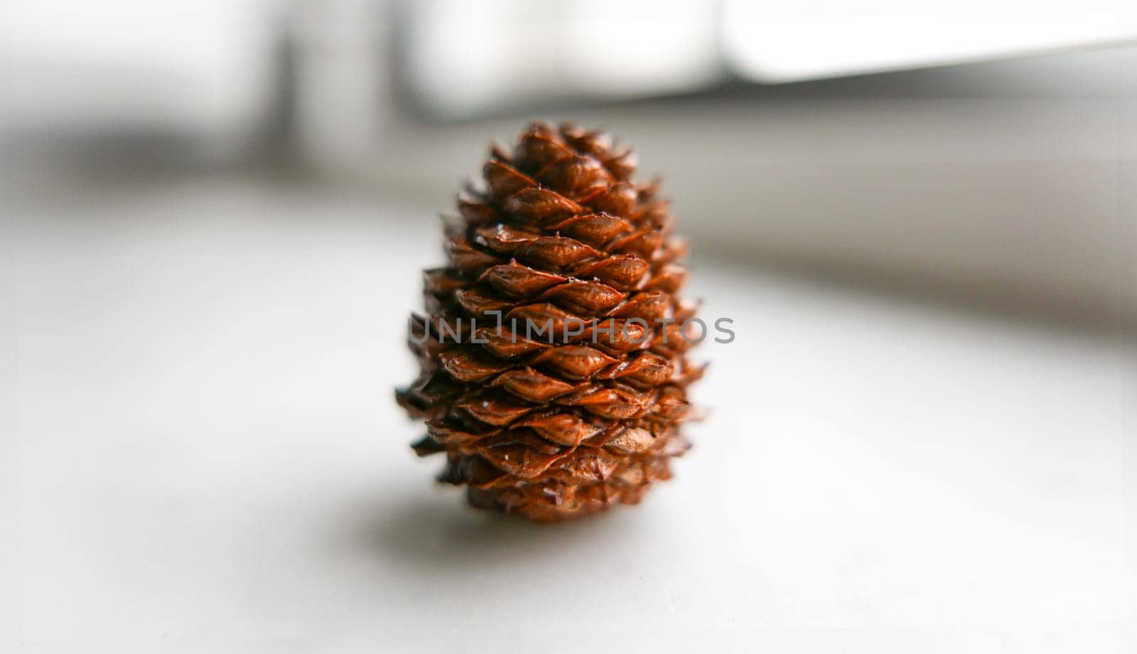 A light-colored backdrop with an autumn pine cone