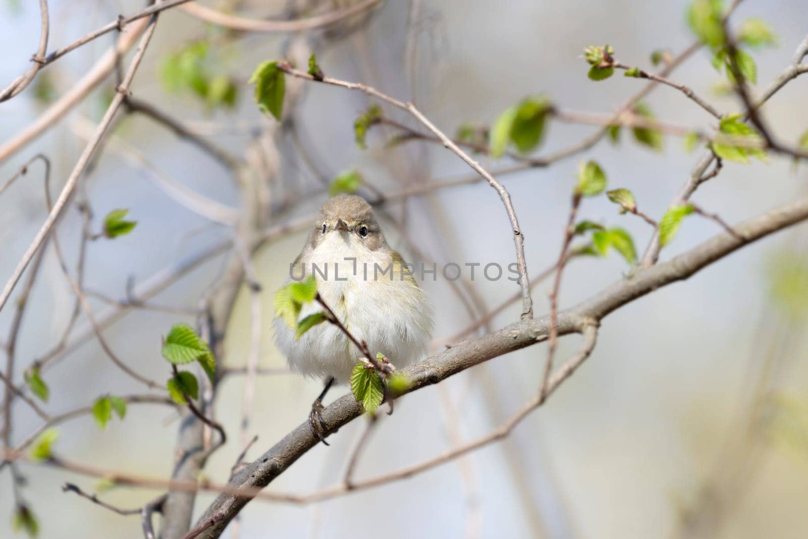 bird sitting on a branch with the first sprouts of leaves, wild animals, birds