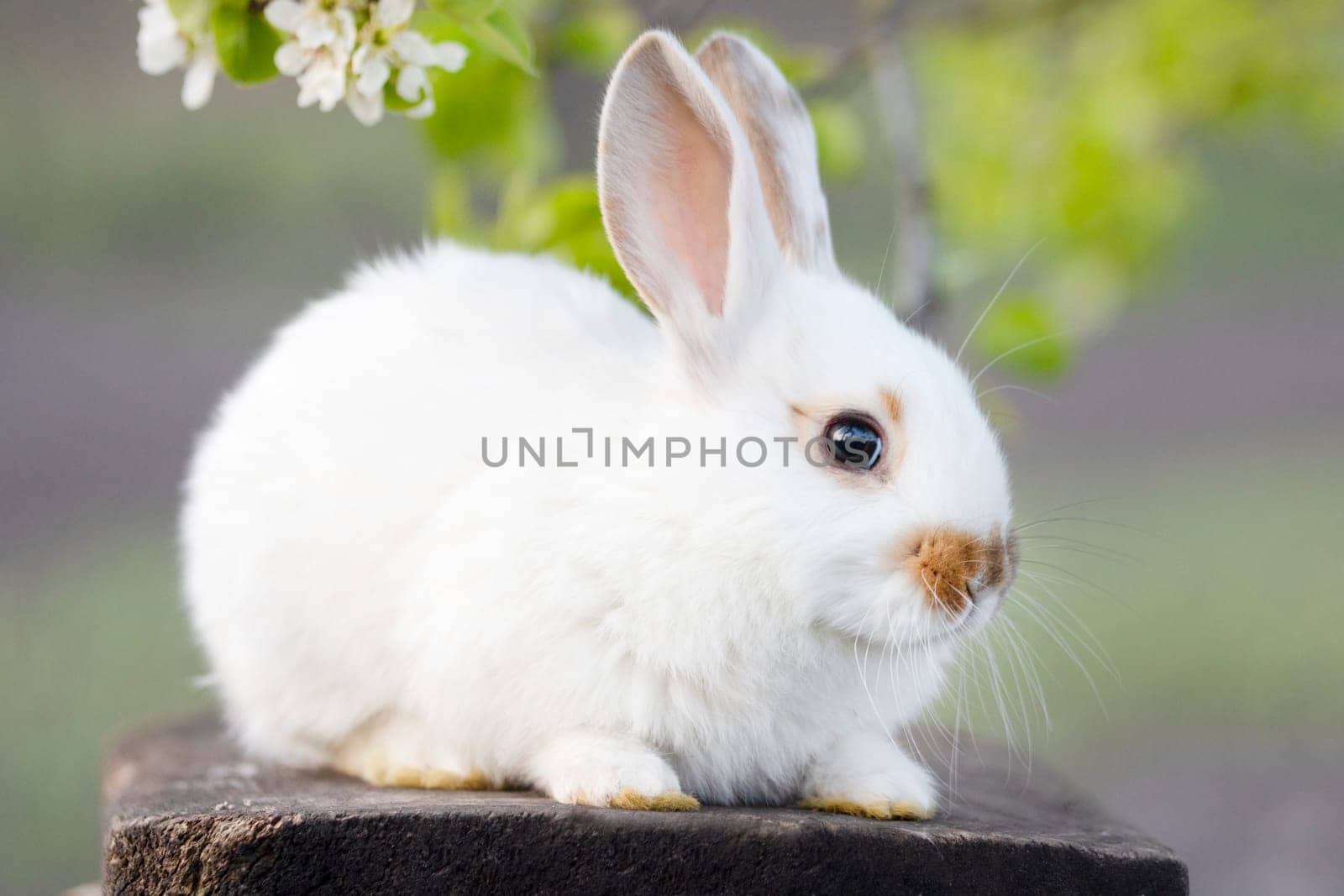 rabbit sits on a stump under a flowering branch, pets, easter