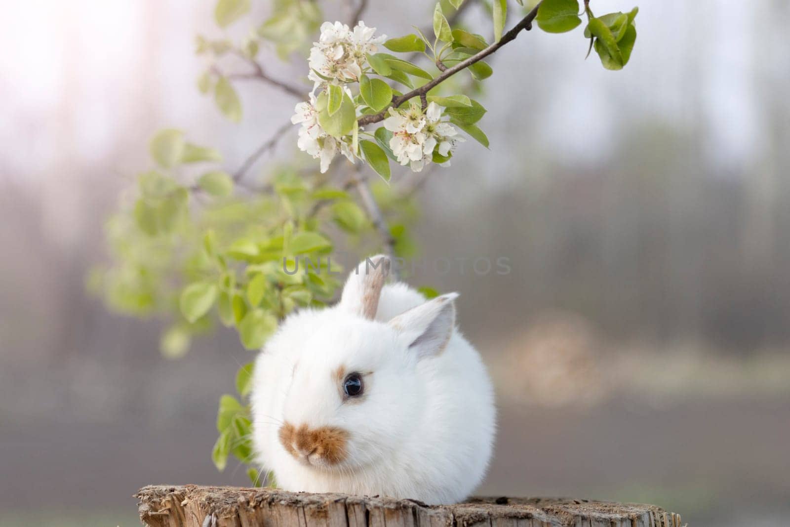 rabbit sits under a flowering branch, pets, easter
