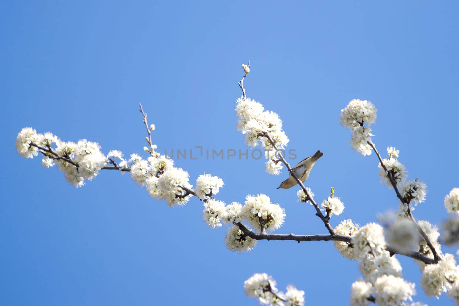 small bird among the flowering branches, wild animals, birds