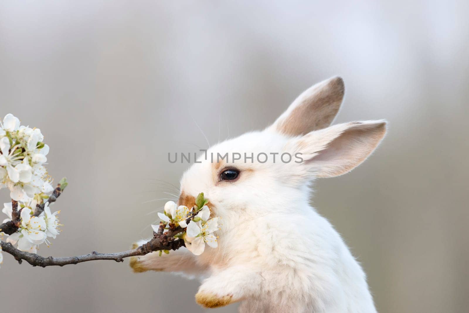 white rabbit reaches out to a flowering branch with its paws, pets, easter