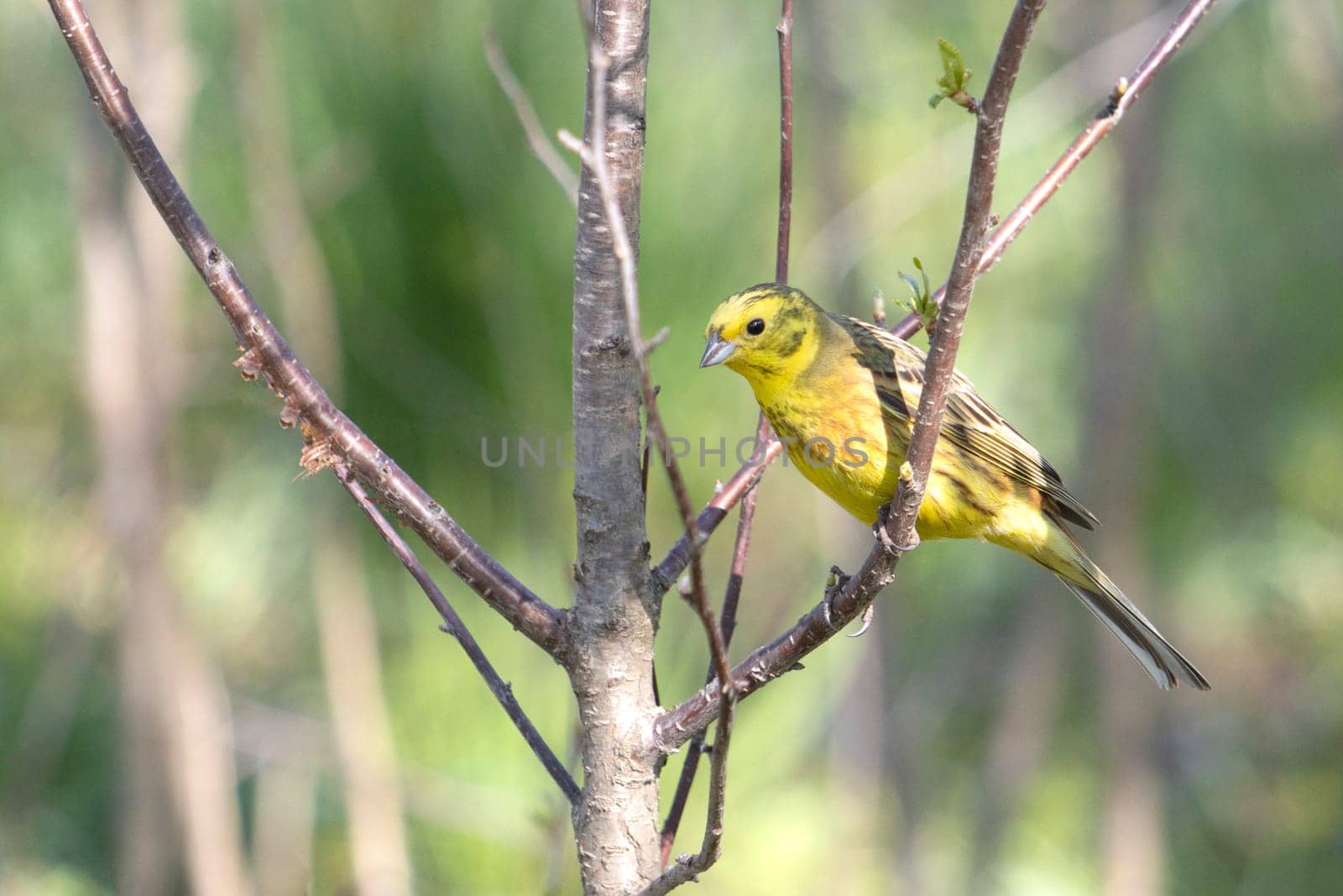 yellowhammer among the spring forest, wild animals, birds
