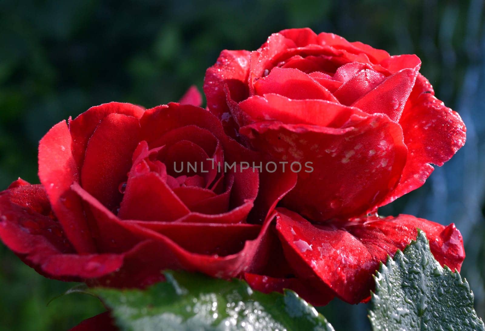 Red wet rose  with morning dew by hibrida13