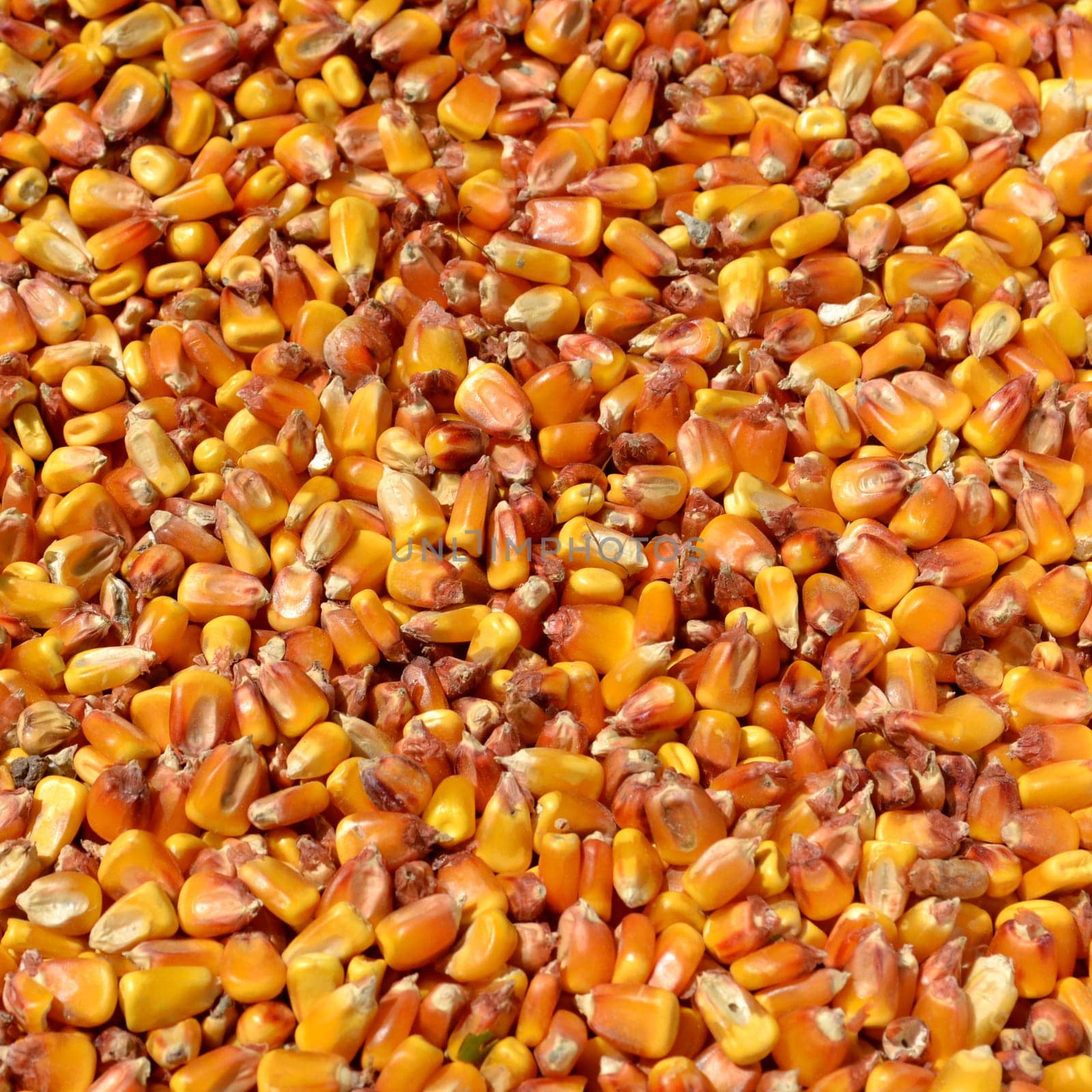 Corn grains background by hibrida13