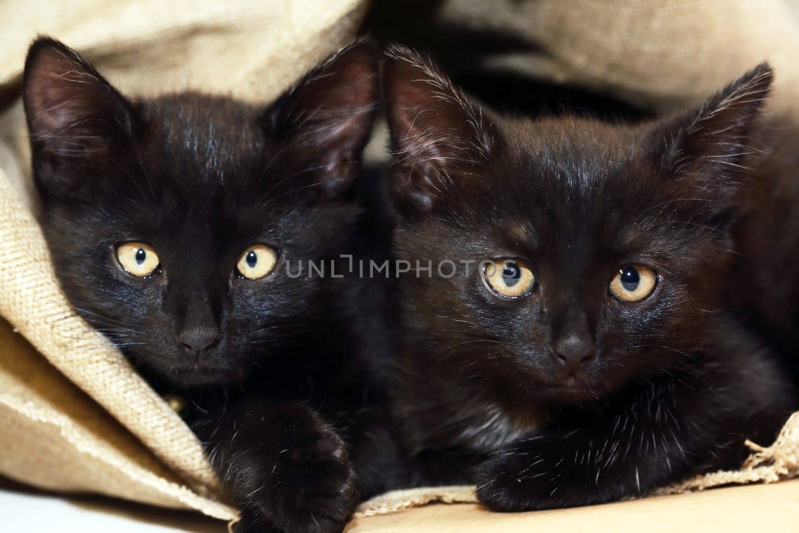 A pair of small black kittens on canvas background