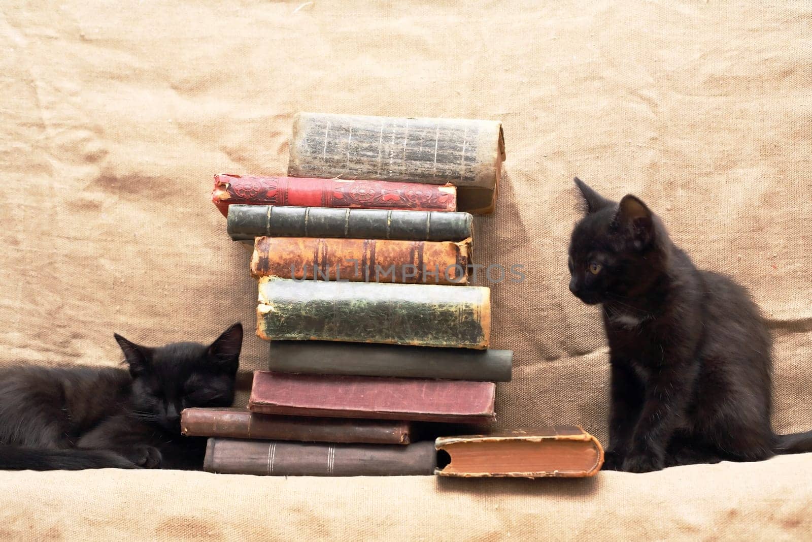 Kittens And Books by kvkirillov